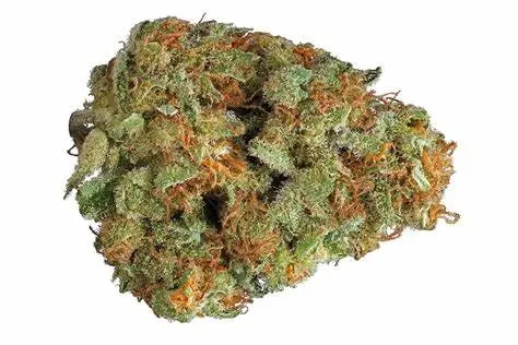 cannahaze.webp
