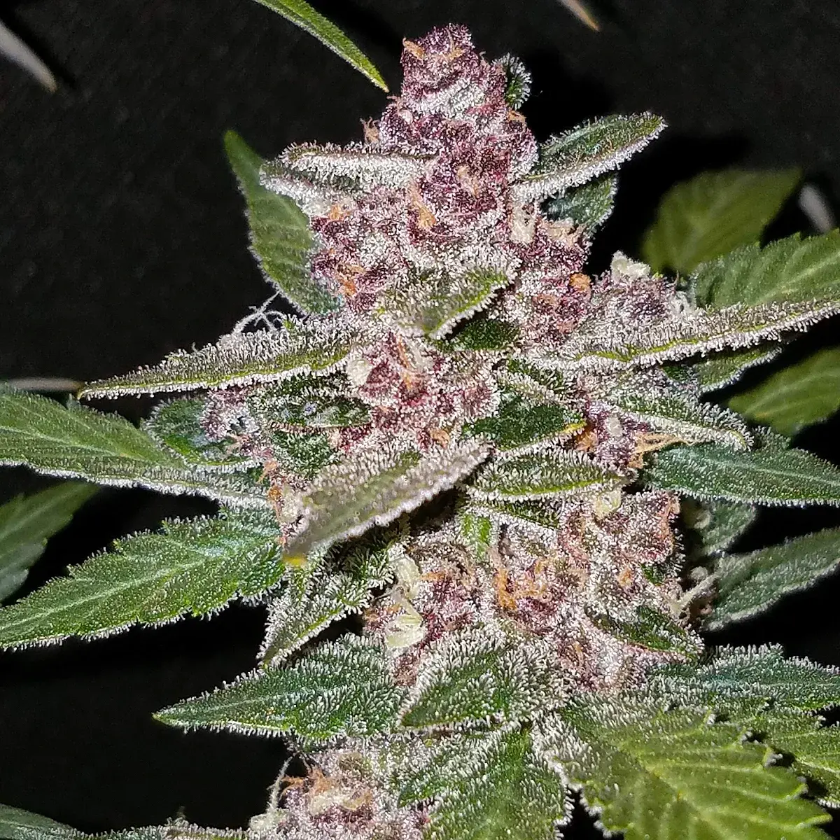 Blackberry Auto.webp
