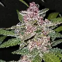Blackberry Auto.webp