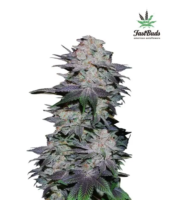 Blackberry Auto Feminised Seeds.webp