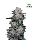 Blackberry Auto Feminised Seeds.webp