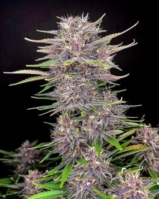 Banana Purple Punch Auto Feminised Seeds.webp