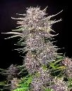 Banana Purple Punch Auto Feminised Seeds.webp