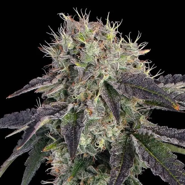 Baller's Game Feminised Seeds.webp