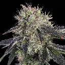 Baller's Game Feminised Seeds.webp