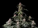 Amnesia Zkittlez Auto.webp