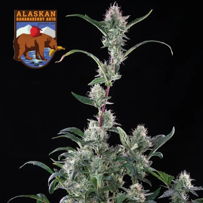 Alaskan BananaBerry Auto Feminised