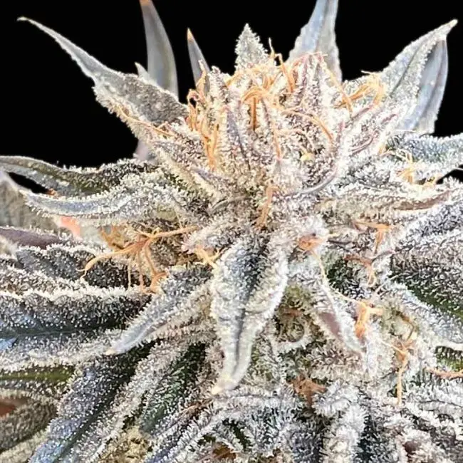 Alaskan Do-Si-Dos Feminized Seeds