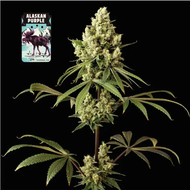 Alaskan Purple Feminized