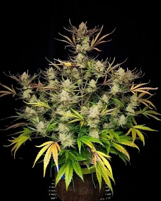 Apple Strudel Auto Fem Seeds