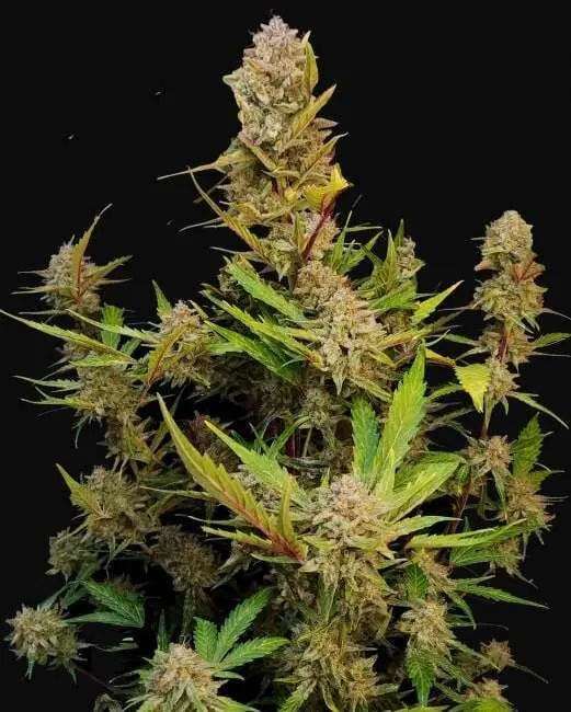 Apricot Auto Fem Seeds