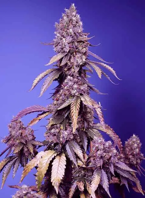 Black Muffin F1 Fast Fem