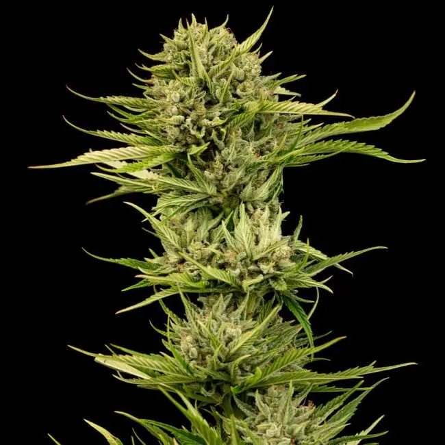 Blueberry Pie f1 Fast Feminised
