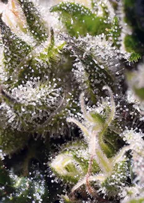 Caramel Cream Autoflower