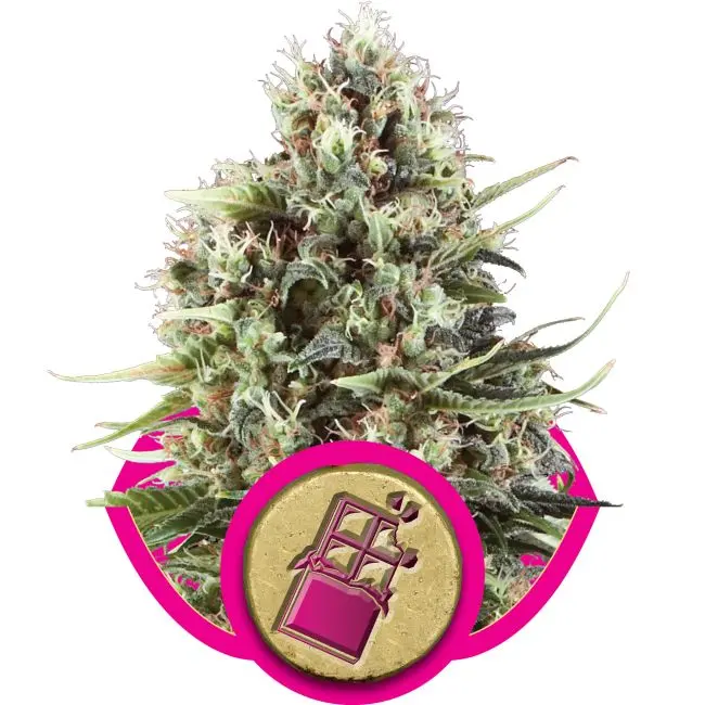 Chocolate Haze Feminised Seeds
