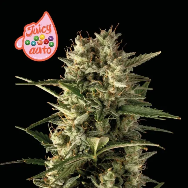 Juicy Zkittles Autoflower