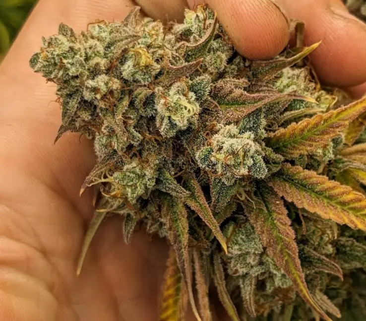 OhOreoz Autoflower by Grow74Oh