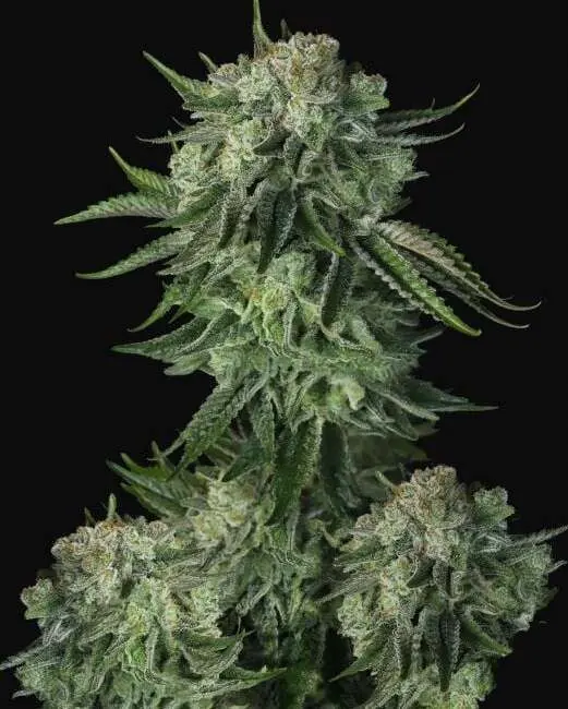 Original Moby Dick Auto Seeds