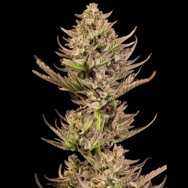 Purple Punch f1 Fast Feminized