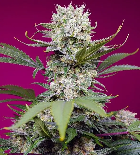 Sweet Mandarine Zkittlez XL Auto