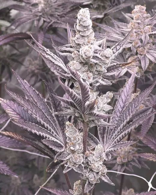 Lil Sumpin Sumpin Feminized