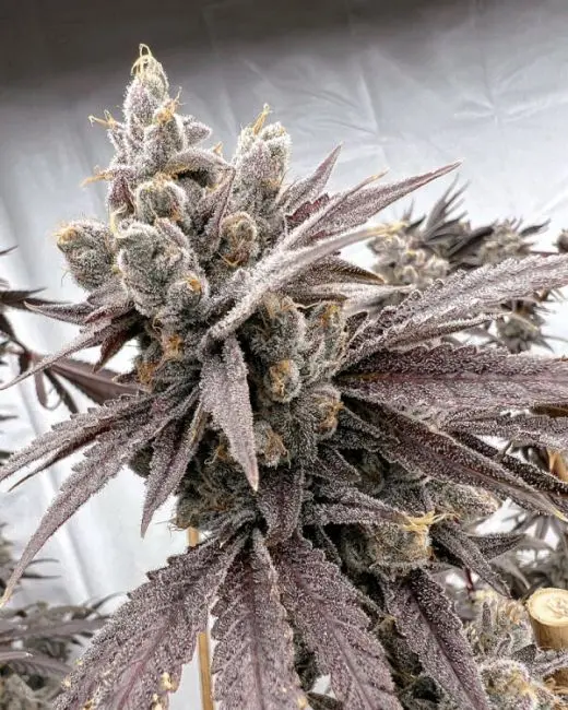 Shot Caller Feminized
