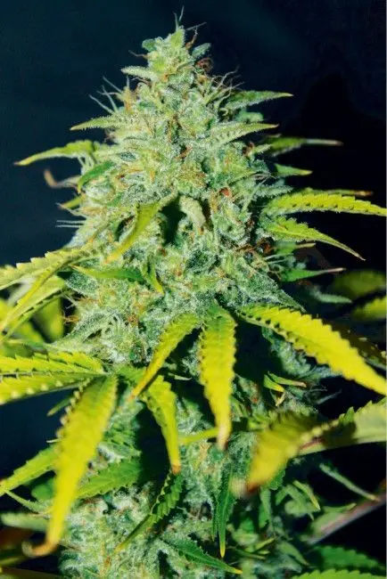 Feminized Bulk Cannabis Seeds