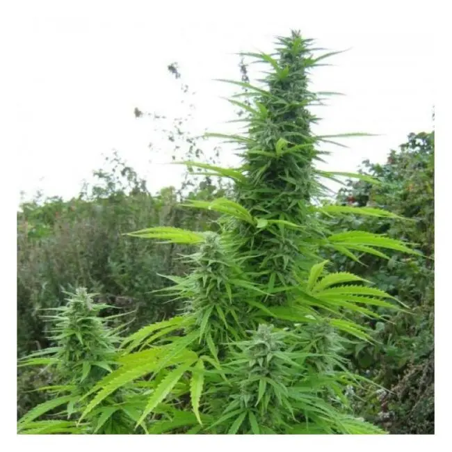 Autoflower Bulk Seeds