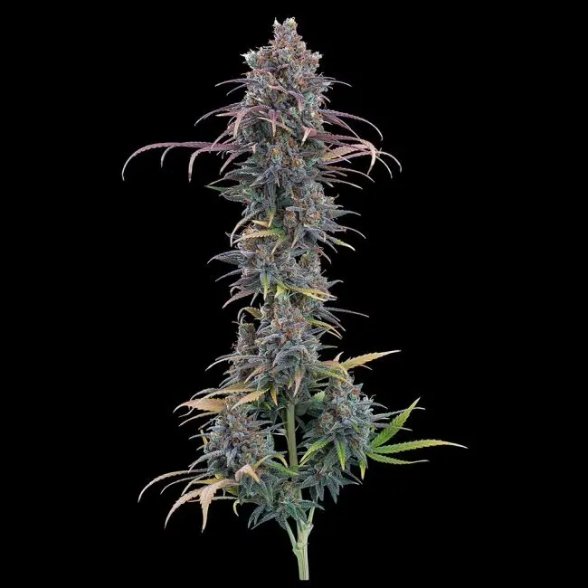 Cinderella Purple