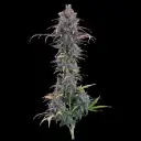 Cinderella Purple