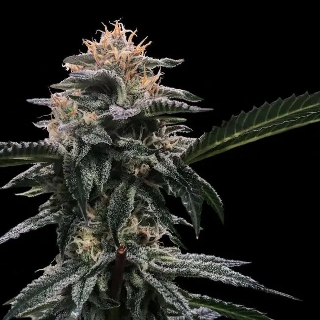 Banana Sorbet Feminised Seeds