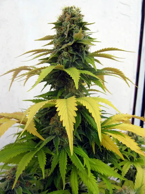 Banana Split Seeds / Regular