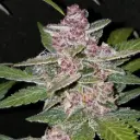 Blackberry Auto Feminised Seeds