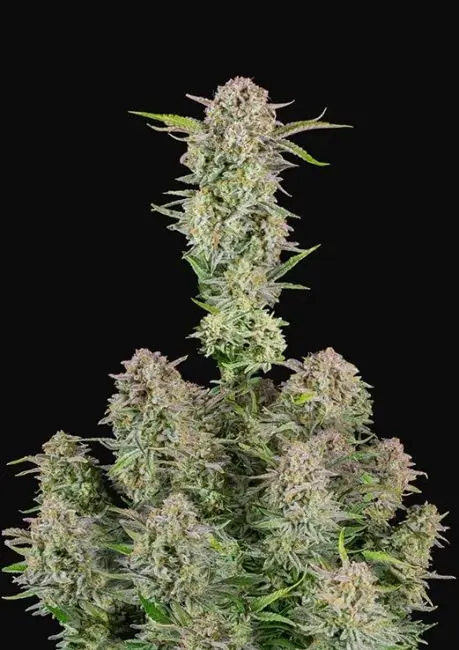 Bruce Banner Auto Feminised Seeds