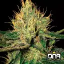 Cannalope Haze Feminised Seeds