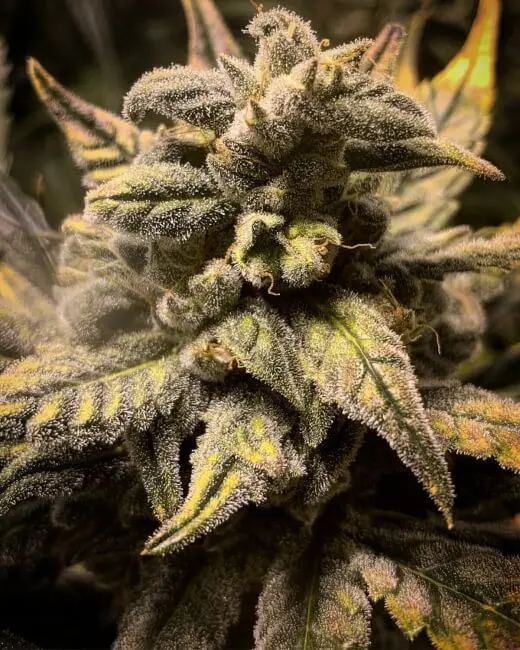 Frosted Skywalker Auto