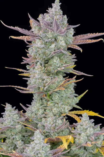 Gorilla Cookies Auto Feminised Seeds