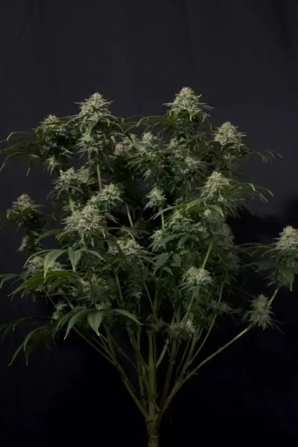 Gorilla Cookies FAST Feminised Seeds - 3