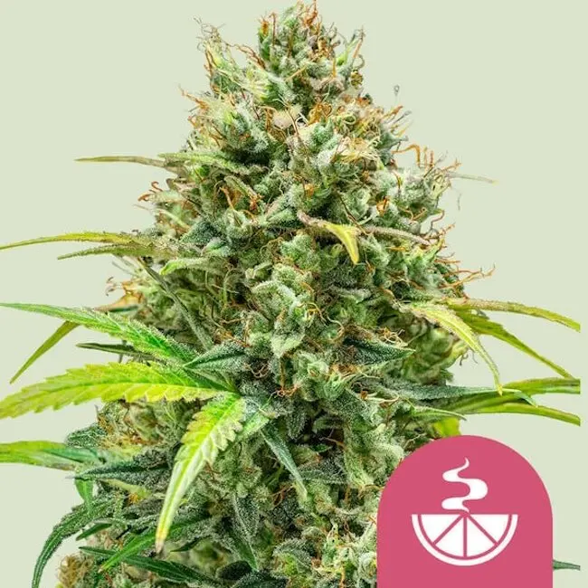 Lemon Skunk Feminised Seeds