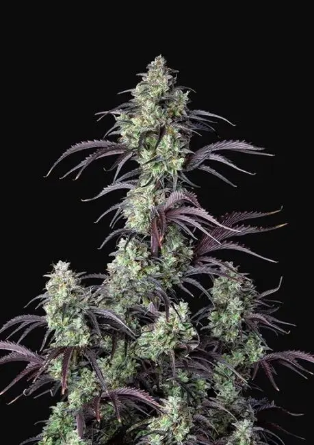 Mimosa Cake Auto Feminised Seeds