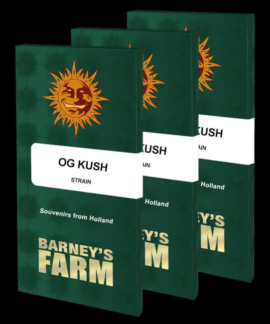 OG Kush Feminised Seeds - 3