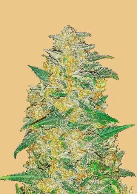 Original AK Auto Feminised Seeds - 3