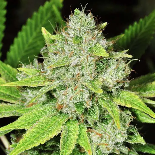 Original Glue Feminised Seeds
