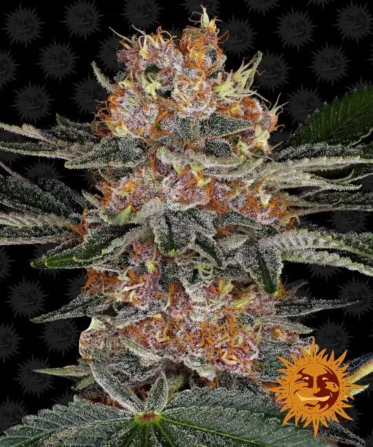 Purple Punch Auto Fem Seeds