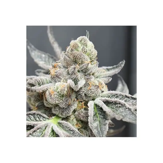Radical Juice Auto