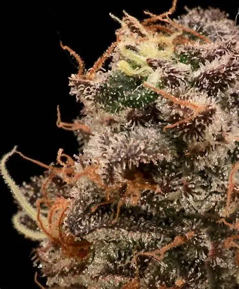 Sour Cherry Diesel Fem 5 pack