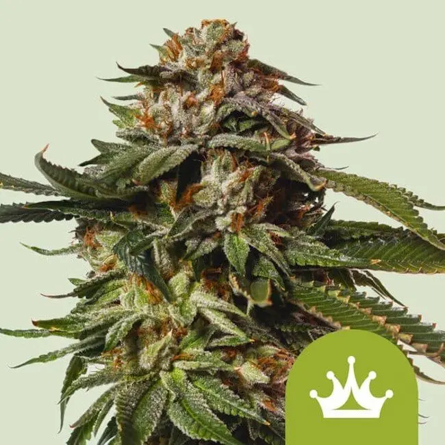 Special Queen Auto 5 pack