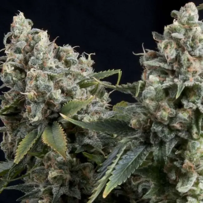 Tutankhamon Auto