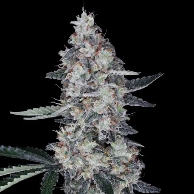 Watermelon Man Auto 5 pack
