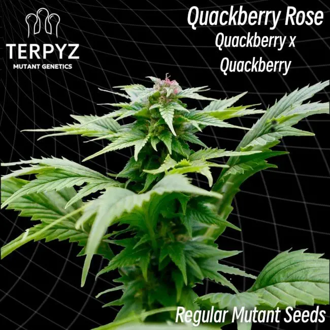 QuackBerry Rose - 10 Seeds / Regular MUTANT seeds